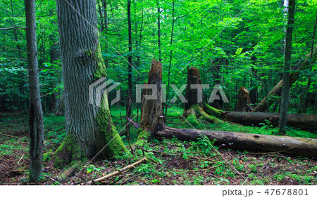 Huge old oak tree moss wrapped 47678801