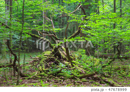 Deciduous stand of Bialowieza Forest in summer 47678999