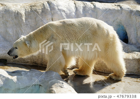 シロクマ シロクマ 47679338