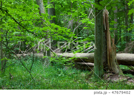 Old broken spruce in summertime forest stand 47679402