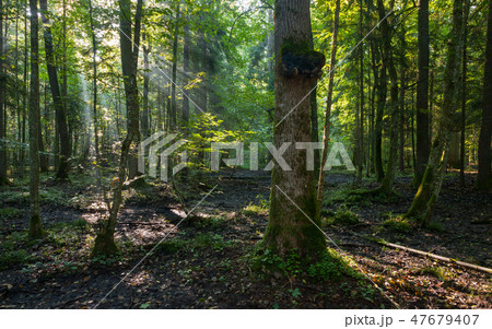 Natural deciduous stand in morning Natural deciduous stand in morning 47679407