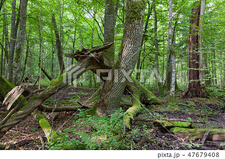 Old ash tree branch broken lying 47679408