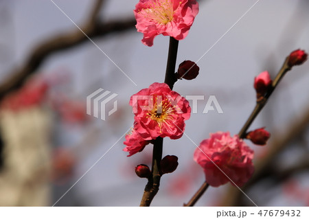 早春の紅梅 早春の紅梅 47679432