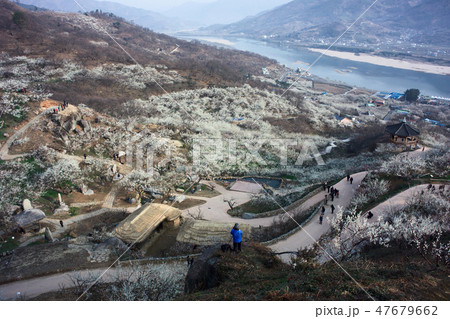 梅 梅の実農園 梅の村 47679662