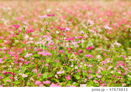 蕎麦の花 蕎麦 赤蕎麦 里山の秋 蕎麦の花 蕎麦 赤蕎麦 里山の秋 47679833