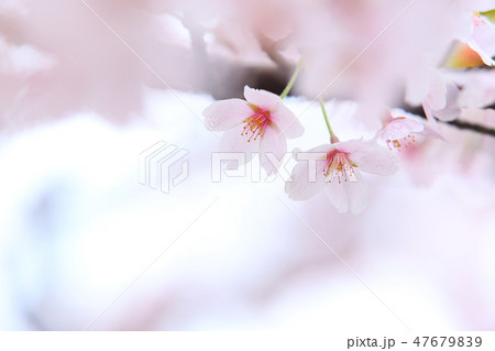 さくら　桜　サクラ　ソメイヨシノ 47679839