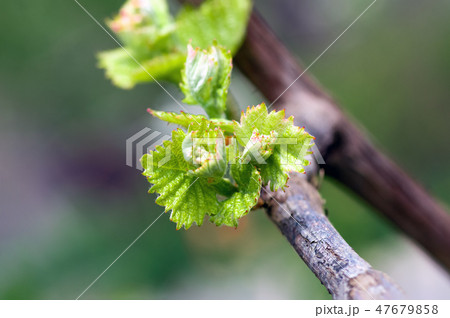 shoots and leaves of grapes on the vine spring shoots and leaves of grapes on the vine spring 47679858