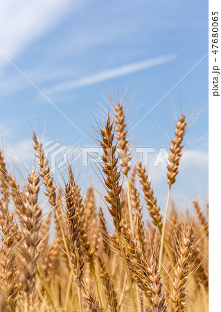 小麦　麦畑（6月） 47680065