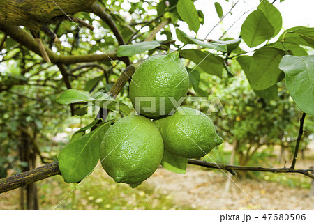 close-up of green lemon fruit on a lemon tree 47680506
