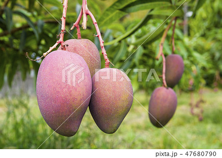 close-up of mango fruit on a mango tree 47680790