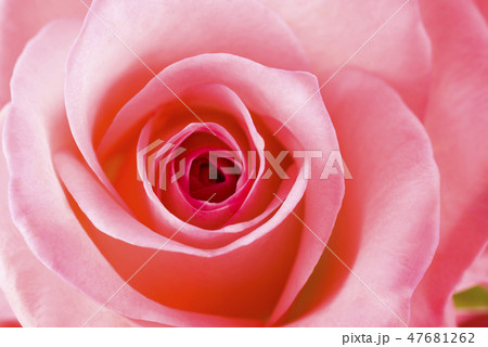 pink rose close-up can use as background pink rose close-up can use as background 47681262
