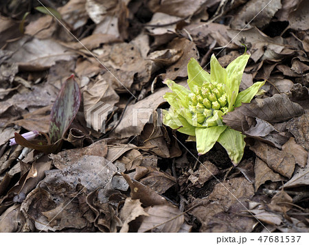 風景植物写真 早春のフキノトウとカタクリのつぼみ 喜びの春 早春の味覚 春の兆し 蕗の薹の写真素材