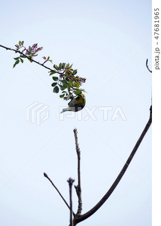 生物写真 鳥 野鳥 屋外 メジロ 遊ぶメジロ やんちゃなメジロ 春が嬉しくて 47681965