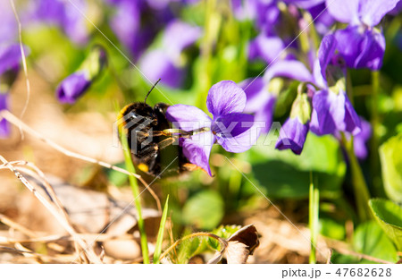 violets growing in a meadow violets growing in a meadow 47682628