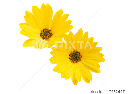 Osteosperumum Flower Daisy Isolated Osteosperumum Flower Daisy Isolated 47682667