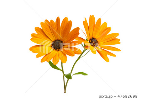 Osteosperumum Flower Daisy Isolated Osteosperumum Flower Daisy Isolated 47682698
