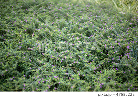 green leaf for background in spring season 47683228