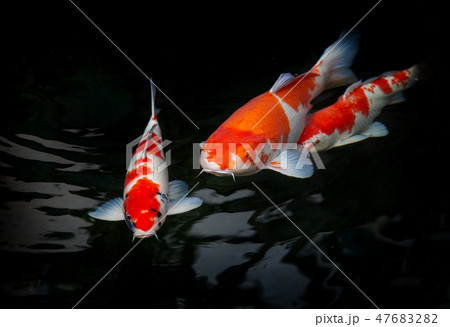 Fansy carp fish swim on dark water with space Fansy carp fish swim on dark water with space 47683282