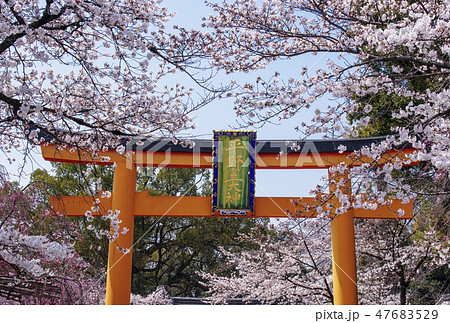京都平野神社 京都の桜の名所 春の京都観光 の写真素材