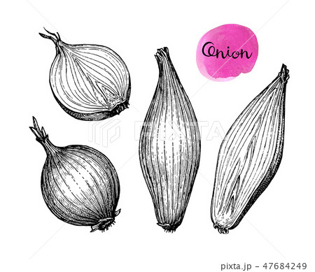Ink sketch of onion. 47684249