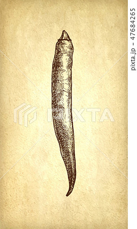 Ink sketch of chile peppers. 47684265