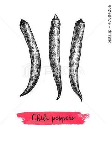 Ink sketch of chile peppers. 47684266