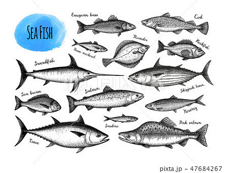 Fish big set. 47684267