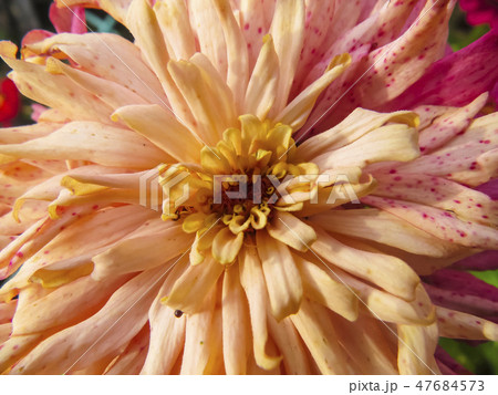 Zinnia flower in garden 47684573