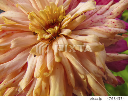 Zinnia flower in garden Zinnia flower in garden 47684574