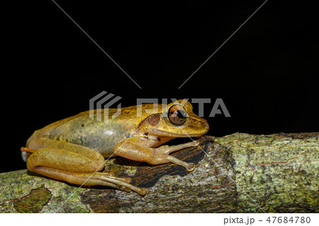 small frog Boophis Madagascar, wildlife small frog Boophis Madagascar, wildlife 47684780