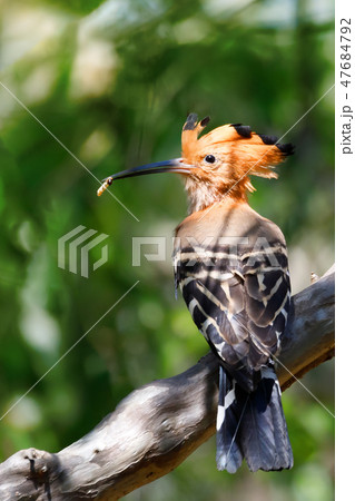 bird Madagascan hoopoe Madagascar wildlife 47684792