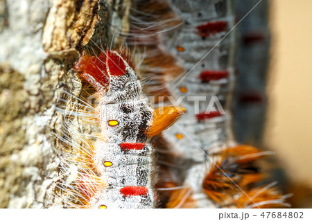 Shoe Lace caterpillars Madagascar wildlife 47684802