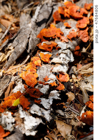 Mushroom on the trunk, Madagascar rainforest 47684806