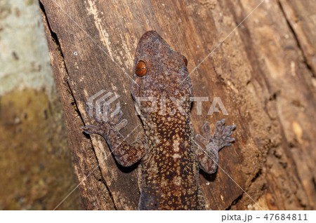 mossy leaf-tailed gecko, madagascar wildlife mossy leaf-tailed gecko, madagascar wildlife 47684811