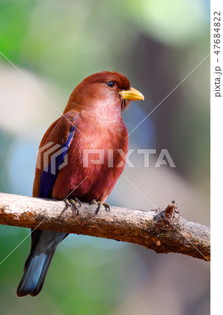 Bird Broad-billed Roller Madagascar wildlife 47684822