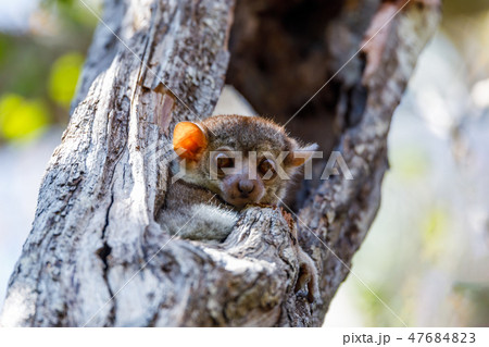 sportive lemur, Madagascar wildlife 47684823