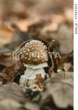 Close up of panther cap (Amanita pantherina) 47685003