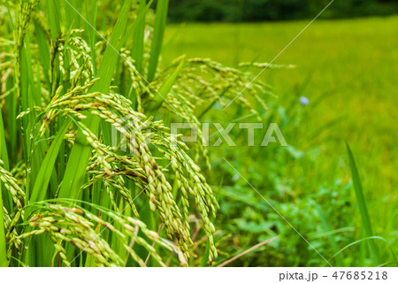 fresh rice paddy in field. Agriculture, food. 47685218