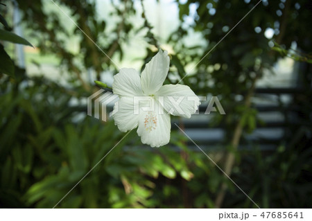 White hibiscus rosa sinensis White hibiscus rosa sinensis 47685641