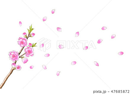 桃の花 水彩画のイラスト素材