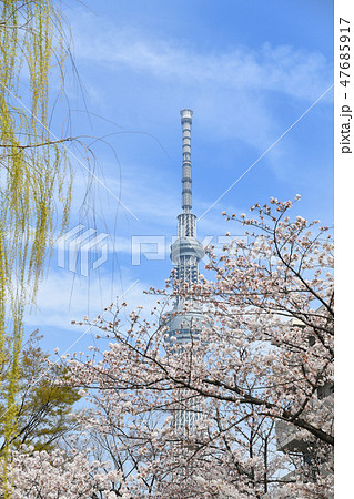 大横川親水公園の桜とスカイツリー 47685917