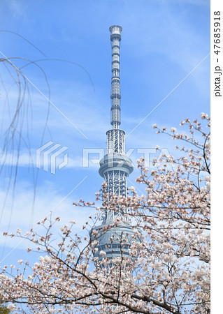 大横川親水公園の桜とスカイツリー 大横川親水公園の桜とスカイツリー 47685918