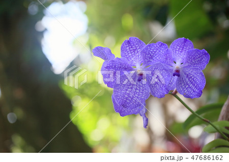 バンダの花 ヒスイランの写真素材