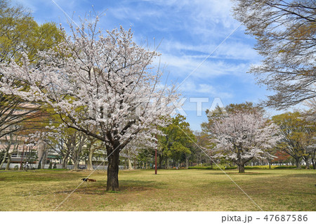 亀戸中央公園 桜 亀戸中央公園 桜 47687586