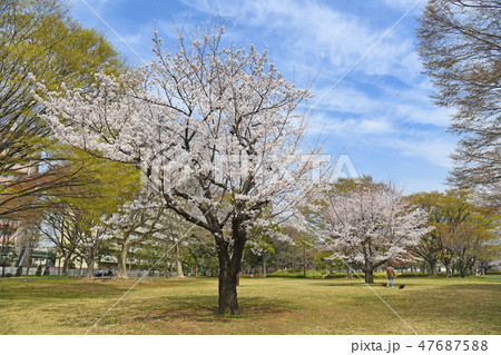 亀戸中央公園　桜　 47687588