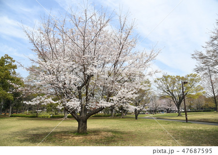 亀戸中央公園 桜 亀戸中央公園 桜 47687595
