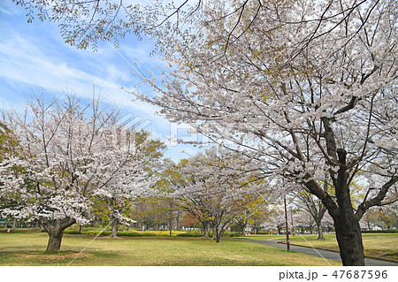 亀戸中央公園 桜 亀戸中央公園 桜 47687596