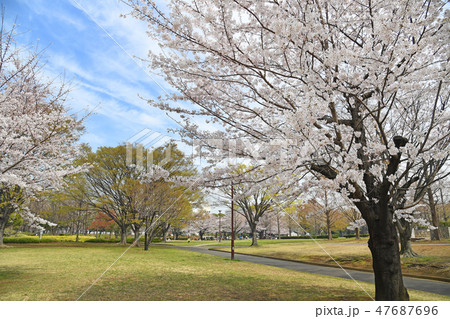 亀戸中央公園 桜 亀戸中央公園 桜 47687696