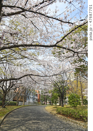 亀戸中央公園 桜  亀戸中央公園 桜  47687701