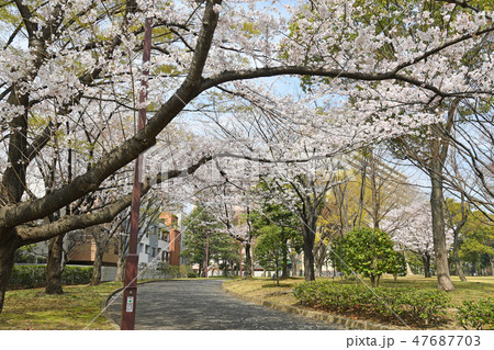 亀戸中央公園　桜　 47687703